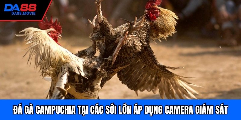 Đá gà Campuchia tại các sới lớn áp dụng camera giám sát