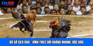 Đá Gà Cựa Dao - Hình Thức Đối Kháng Nhanh, Độc Đáo