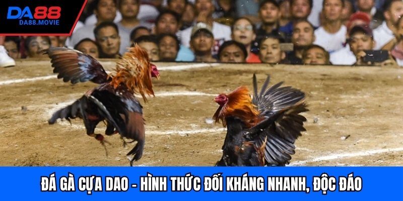 Đá Gà Cựa Dao - Hình Thức Đối Kháng Nhanh, Độc Đáo