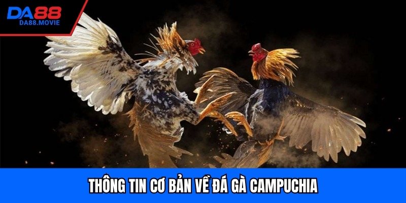 Thông tin cơ bản về đá gà Campuchia