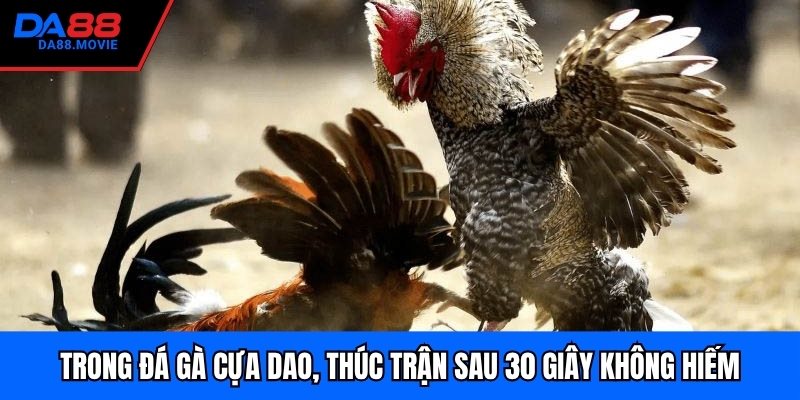 Trong đá gà cựa dao, thúc trận sau 30 giây không hiếm